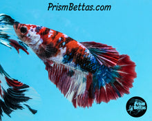 Load image into Gallery viewer, Red Koi Halfmoon Female