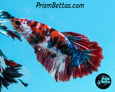 Red Koi Halfmoon Female
