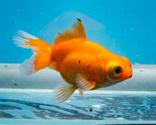 Load image into Gallery viewer, Orange Telescope (3.5-4.25 inches)