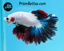 Load image into Gallery viewer, Marble Halfmoon Male