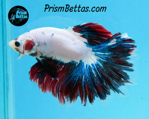 Marble Halfmoon Male