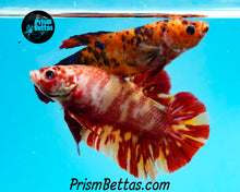 Load image into Gallery viewer, Candy Koi Giant Halfmoon Plakat Male