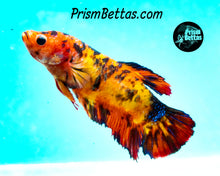 Load image into Gallery viewer, Candy Koi Giant Halfmoon Plakat Female