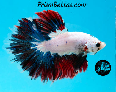 Marble Halfmoon Male