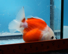 Load image into Gallery viewer, Red and White Godzilla Shogun Oranda Female (4 inches) Imported from Thailand