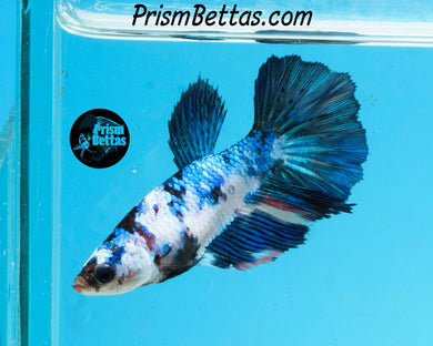 Marble Halfmoon Female