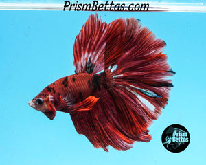 Red Koi Rosetail Halfmoon Male