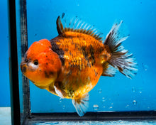 Load image into Gallery viewer, Tiger Calico Godzilla Shogun Oranda Female (4 inches) Imported from Thailand