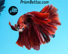 Load image into Gallery viewer, Red Koi Rosetail Halfmoon Male