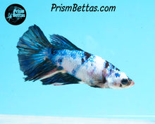 Load image into Gallery viewer, Marble Halfmoon Female
