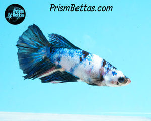 Marble Halfmoon Female