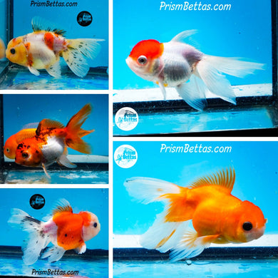 Oranda Mystery Box (3.5-4.25 inches) Imported from Israel