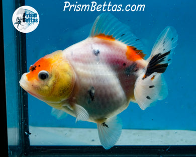 Calico Sakaru Godzilla Shogun Oranda Female (3.75 inch length) Imported from Thailand