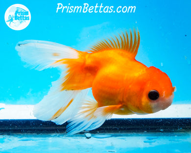 Red Oranda (3.5-4 inch length) Imported from Israel