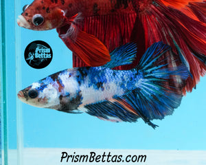 Marble Halfmoon Female