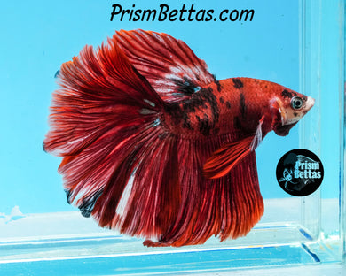 Red Koi Rosetail Halfmoon Male