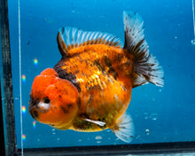 Load image into Gallery viewer, Tiger Calico Godzilla Shogun Oranda Female (4 inches) Imported from Thailand
