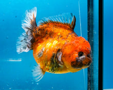 Load image into Gallery viewer, Tiger Calico Godzilla Shogun Oranda Female (4 inches) Imported from Thailand