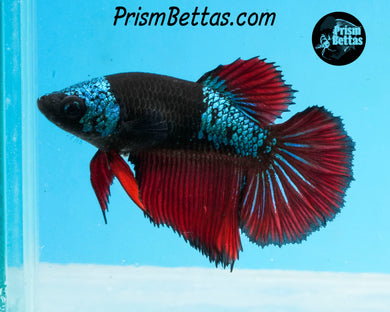 Red Devil Samurai Halfmoon Female