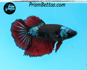 Red Devil Samurai Halfmoon Female