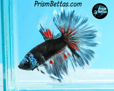 Blacklight Samurai Marble Halfmoon Male
