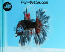 Load image into Gallery viewer, Blacklight Samurai Marble Halfmoon Male