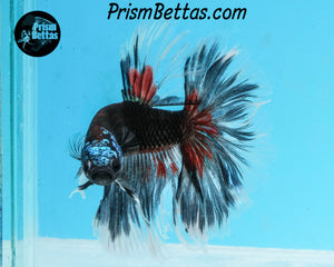 Blacklight Samurai Marble Halfmoon Male