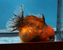 Load image into Gallery viewer, Tiger Calico Godzilla Shogun Oranda Female (4 inches) Imported from Thailand