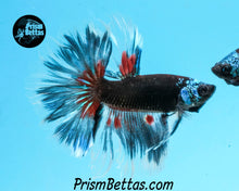 Load image into Gallery viewer, Blacklight Samurai Marble Halfmoon Male