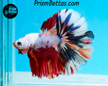 Load image into Gallery viewer, Rainbow Marble Halfmoon Male