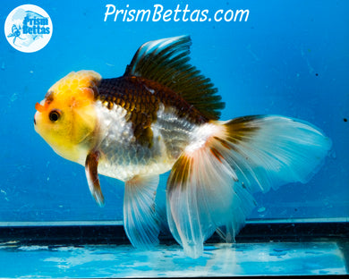 Lemonhead Panda Oranda Male (6 inches) Imported from Thailand