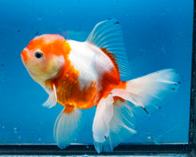 Load image into Gallery viewer, Red and White Shogun Oranda Female (5.5 inches) Imported from Thailand