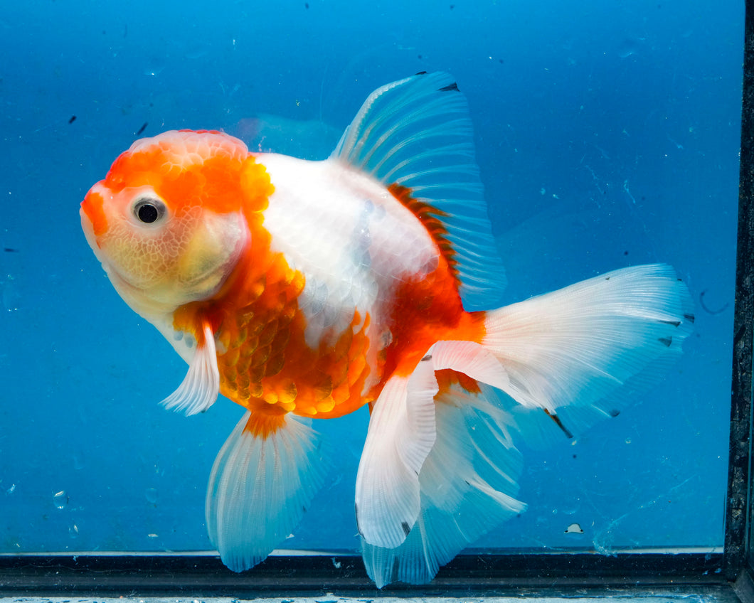Red and White Shogun Oranda Female (5.5 inches) Imported from Thailand