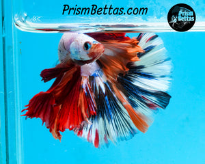 Rainbow Marble Halfmoon Male
