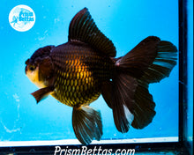 Load image into Gallery viewer, Black Oranda Female (6 inches) Imported from Thailand