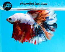 Load image into Gallery viewer, Rainbow Marble Halfmoon Male