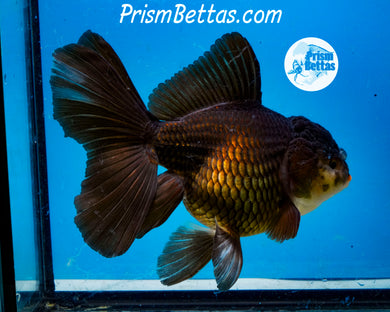 Black Oranda Female (5.5 inches) Imported from Thailand