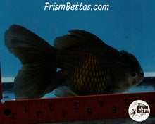 Load image into Gallery viewer, Black Oranda Female (6 inches) Imported from Thailand
