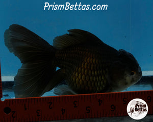 Black Oranda Female (6 inches) Imported from Thailand