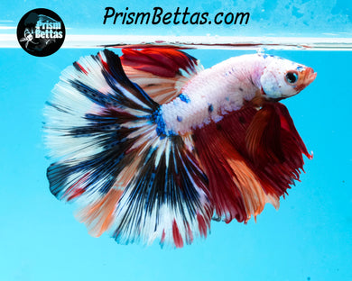 Rainbow Marble Halfmoon Male