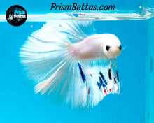 Load image into Gallery viewer, White Marble Halfmoon Male