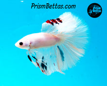 Load image into Gallery viewer, White Marble Halfmoon Male