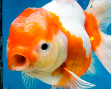 Load image into Gallery viewer, Red and White Shogun Oranda Female (5.5 inches) Imported from Thailand