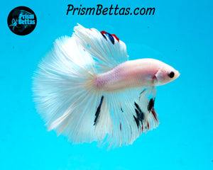 White Marble Halfmoon Male