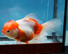 Load image into Gallery viewer, Red and White Shogun Oranda Female (5.5 inches) Imported from Thailand
