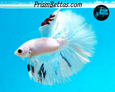 White Marble Halfmoon Male