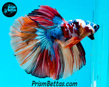 Load image into Gallery viewer, Candy Koi Halfmoon Male