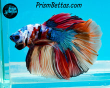Load image into Gallery viewer, Candy Koi Halfmoon Male