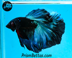 Blacklight Halfmoon Male