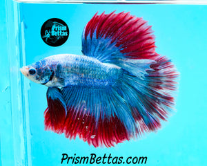 Grizzle Marble Halfmoon Male